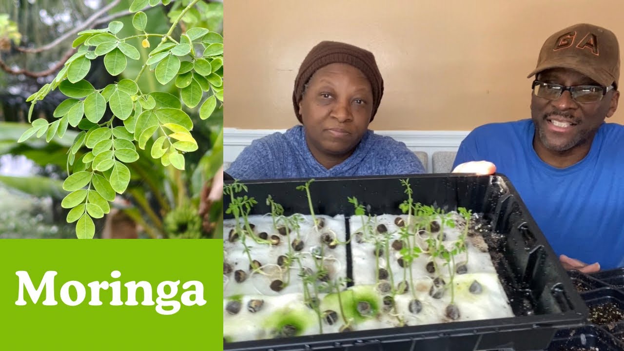 MORINGA Progression - Potting Them Now. 