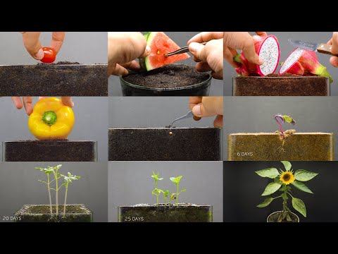 Growing Plants Compilation #1 - 155 Days Time Lapse