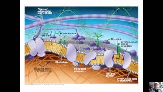ch 7 membranes