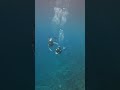 Dive training #scubadiving #scuba #underwater #divingindonesia #diving #travel #nature