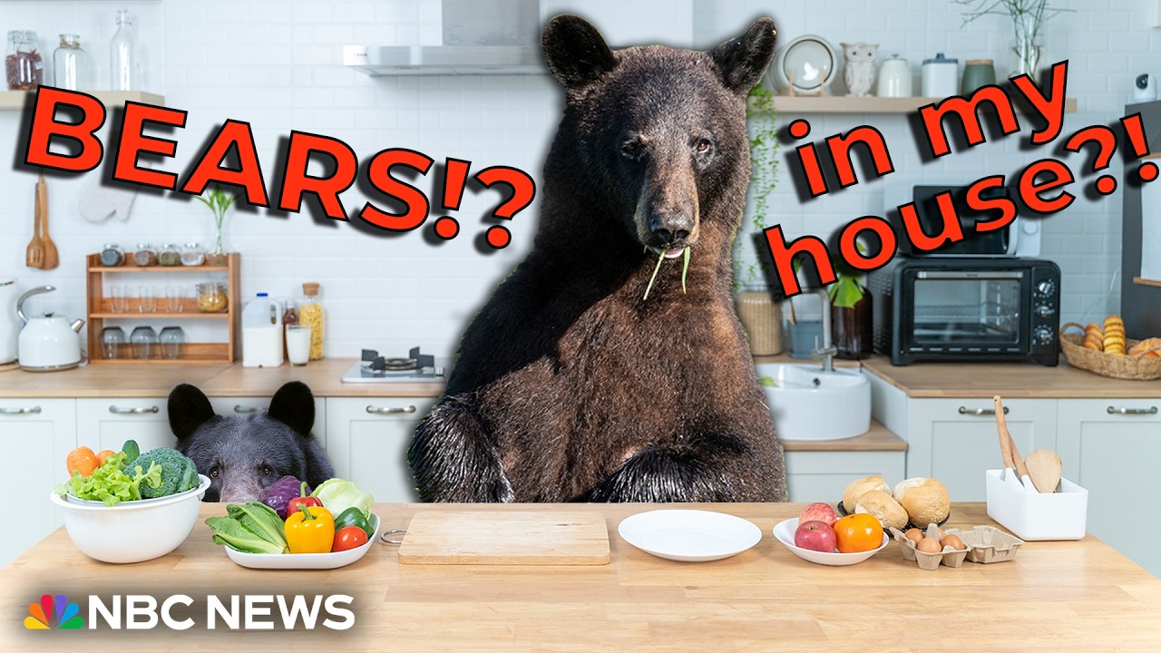 Bears in Our House!? What’s Going On? Bears in Our House!? What’s Going On?