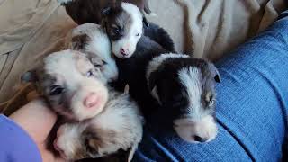 Shyne's litter of border collie puppies