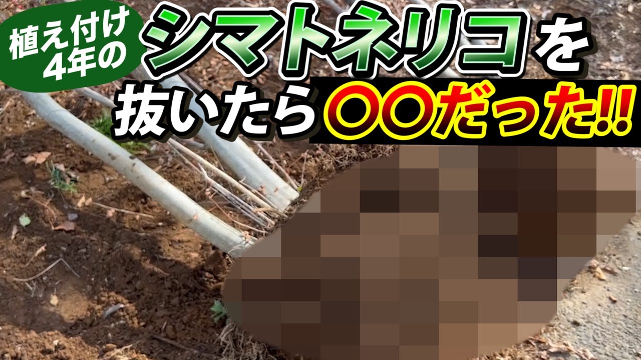 Truth] I uprooted a Japanese zelkova tree, so please take a look