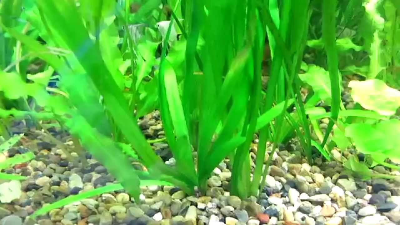 Валлиснерия - Травянистое Пресноводное Растение - YouTube