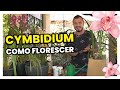 Como FAZER Sua ORQUIDEA Cymbidium  VOLTAR A FLORESCER