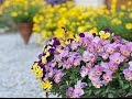 Video Landscape Art Design Images Art