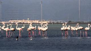 Akrotiri Salt Lake 30/5/14