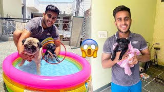 My Puppy's First Time in Swimming Pool screenshot 4