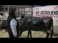 Calving tips from livestock demo at Ennis mart