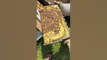 Splitting a Honey Bee Hive w New Queen Cells