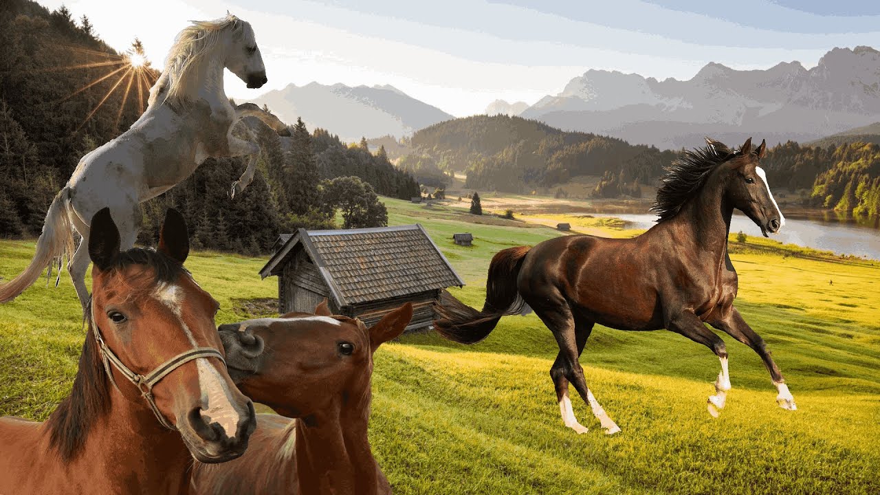 CON NGỰA || NHONG NHONG NHONG CHA LÀM CON NGỰA