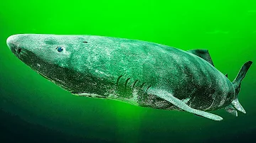 ¿Ha atacado alguna vez un tiburón de Groenlandia a un ser humano?
