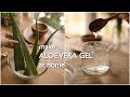 2 ways to make pure organic aloe vera gel at home and preserve for months.