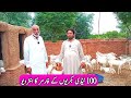 100 ٹیڈی بکری کے فارمر کا انٹرویو      100  