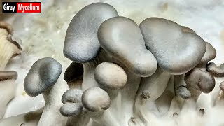 Can oyster mushrooms grow without using a substrate? Growing Mushrooms at Home