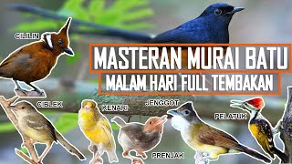 Masteran murai batu malam hari || Isian murai batu full tembakan ‼️