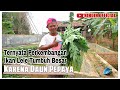 Hemat Pakan Alternatif Ikan Lele 50% Dengan Daun Pepaya | BUDIDAYA IKAN LELE