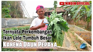 Hemat Pakan Alternatif Ikan Lele 50% Dengan Daun Pepaya | BUDIDAYA IKAN LELE