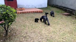 Kerry Blue Terrier Puppies 8 weeks