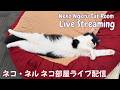 【ネコ・ネル ねこ部屋配信】NN Cat Room Live Streaming 260815