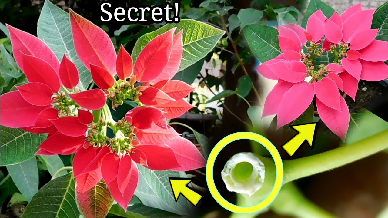 How to propagate and care Poinsettia Christmas tree from cutting | DIY