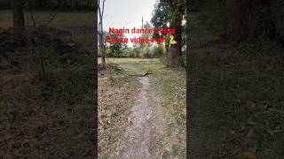 Nagin dance Cobra Snake video viral 🐍🐍 #viralvideo​ #shorts​#trending # snake#youtubeshorts #village