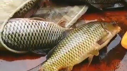 Vào Eo Hồ Thủy Điện Thủy Điện Thác Bà Gặp Rất Nhiều Cá khủng,Tuyên Quang TV