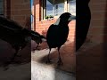 The squabbles are here!