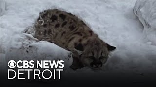 Cougar cubs spotted in Michigan wild for first time in 100 years