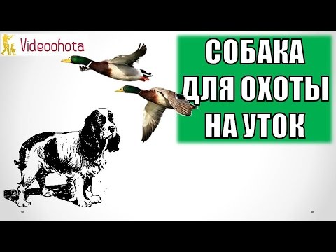 Собака для охоты на уток! Videoohota