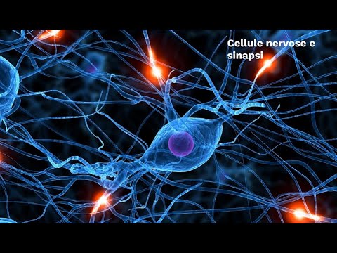 Video: Le cellule endocrine sono un tipo di cellula nervosa?