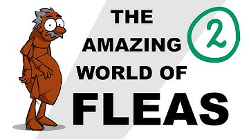 The Amazing World of Fleas - Plain and Simple (Part 2)