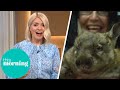 Holly Get's Excited Seeing Live Wombat | This Morning