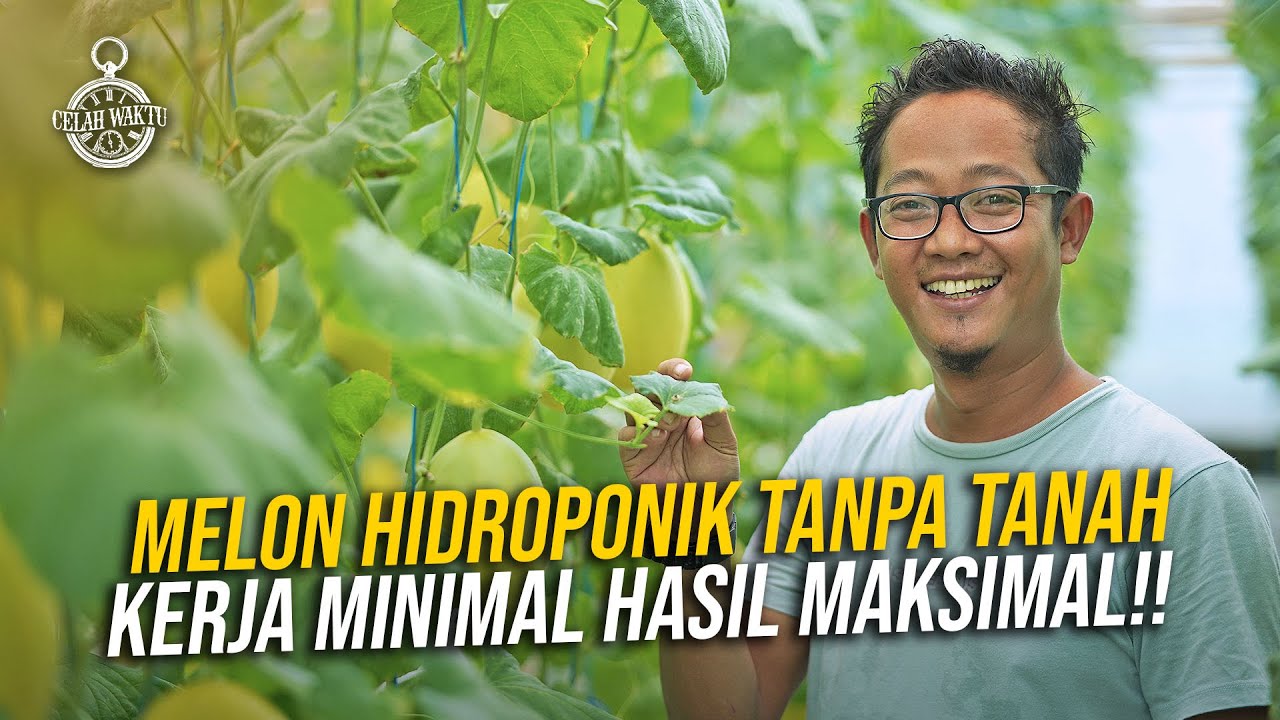 TRIK JITU!! JUALAN MELON PREMIUM LAKU KERAS, ORDERAN DERAS!! Penggunaan Sistem Greenhouse Hidroponik