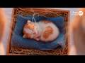 6冬に生まれた猫赤ちゃん、ここから始まる幸せの物語（恋人タイプ。あなたの魂の人物像は？）