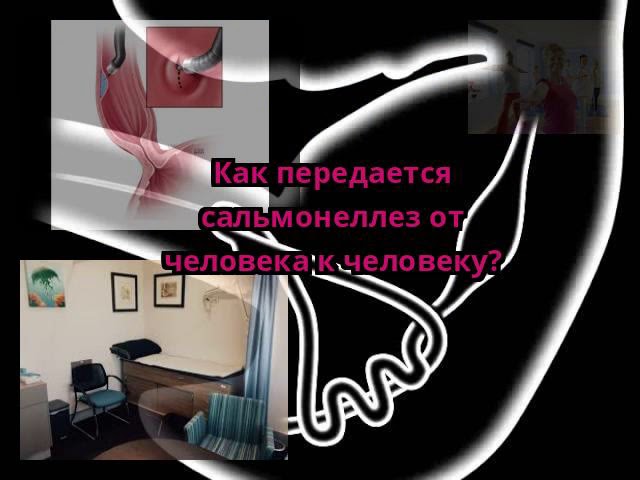 Как передается сальмонеллез от человека к человеку?