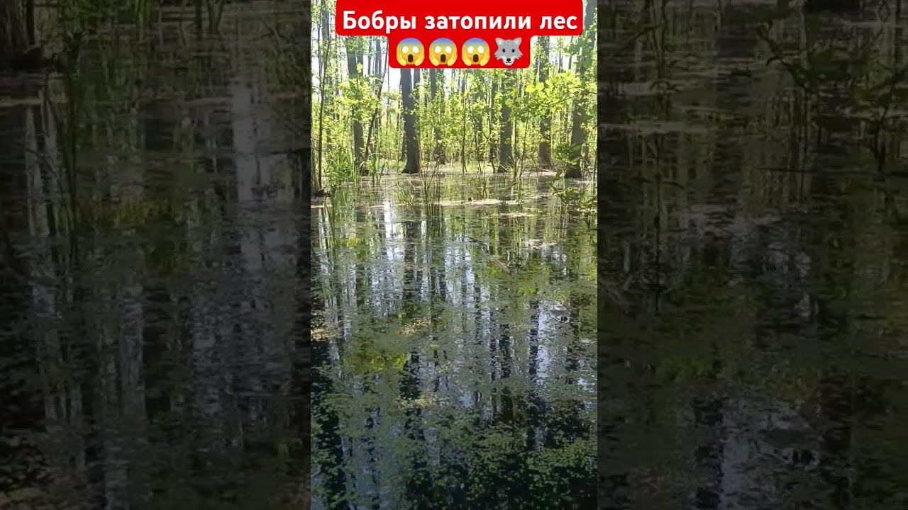 Бобры затопили лес#болото#бобры#лес#утки#утята#ряска#вада#природа
