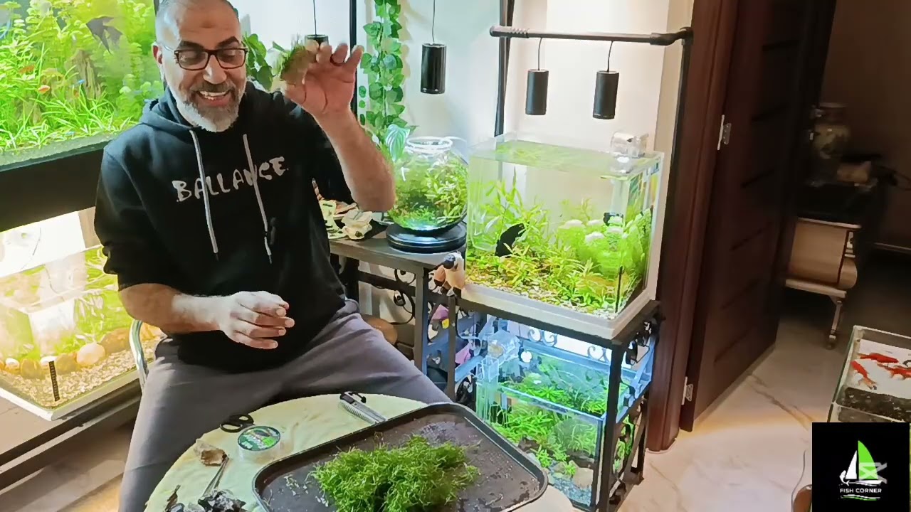 طريقه عمل كاريت  carpet في حوض مزروع 