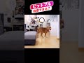 ピットブルのレイは飼い主が居なくてもおやつ我慢できる?#shorts 【アメリカンピットブル】