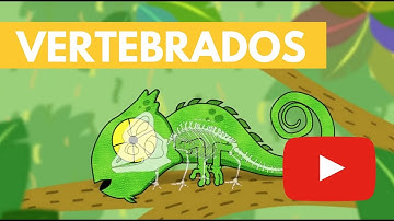 Vertebrados | Camaleón