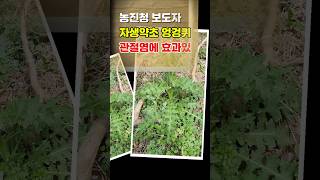 # 농진청 류마티스 관절염 효과 있어  #엉겅퀴 #은빛청년