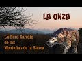 La onza, La fiera salvaje de la Sierra
