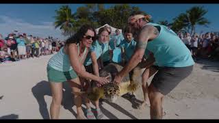 Recovered Sea Turtle “Ida” Released Off Florida Keys
