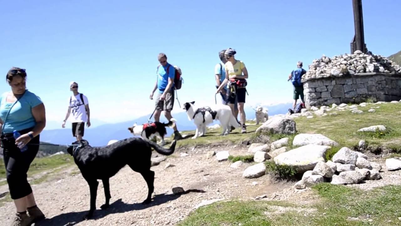Hundewanderung mit dem Hundehotel Mair am Ort zum Kratzberger See