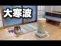 短時間で真っ白!窓も凍る大寒波|隙間風が吹き込む部屋での猫との暮らし