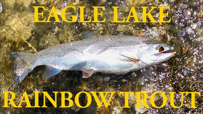 Get The Biggest And Baddest Eagle Lake Trout With These 5 Lures! 