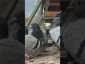 My Best Racing Pigeons Ready for the Next Challenge! #racingpigeons #winnersdontwingit #shorts