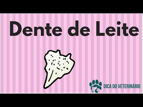 Vídeo: Como Os Dentes Dos Filhotes Mudam?