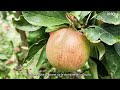 Visite des vergers de pommes avec anne constantin