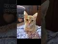 Funny Cat Politics 😂 | Cat Wants to Win Election 🐾 | Viral Cat Video 2026 #Shorts #viral #ytshorts